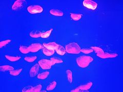 -芜湖新华联大白鲸海洋公园