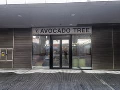 -油梨树 AVOCADO TREE(亮马桥店)