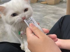 -楼上猫咖(罗湖店)