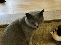 -more than meow吴止猫主题餐厅(承德 中船汇店)