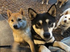 -柴犬高等学院·狗咖·柴犬售卖·宠物训练