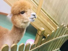 -藦茜花园宠物主题亲子互动体验馆(国顺东路店)