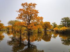 -金塔沙漠胡杨林景区