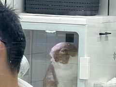 -唐小姐の猫狗洗护·购宠旗舰店(周浦万达店)