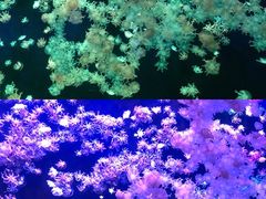 -珠海长隆海洋王国