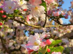-海棠花溪(元大都城垣遗址公园)