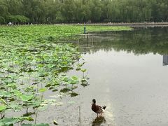 -莲花池公园