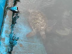 -广东惠东海龟国家级自然保护区