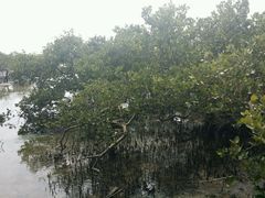 -北海金海湾红树林生态旅游区