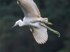 -重庆彩云湖湿地公园