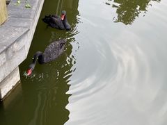 -成都南湖公园