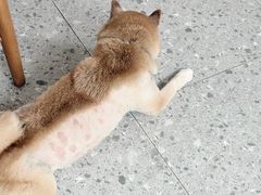 -是阿柴呀！柴犬咖啡·爱喵喵猫咖