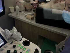 -半岛宠物医院24小时(白果林店)