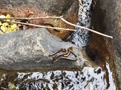 -碓臼峪自然风景区