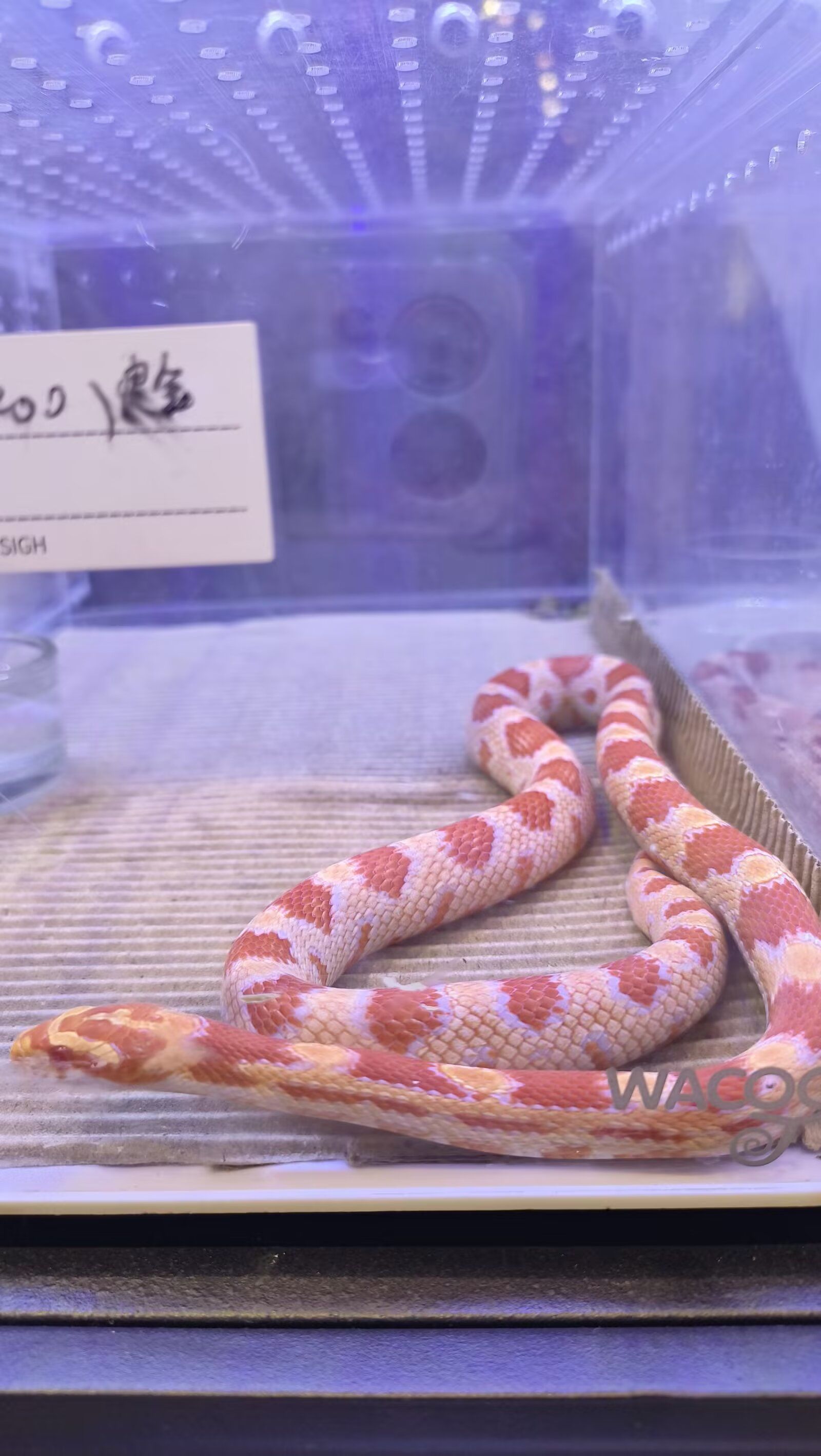 有一条蛇很活泼,总是头抬起来,蛇信子不停的透过气孔出来.其他蜥蜴