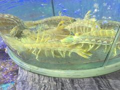 -青蓬海上捞蒸品海鲜城(海岸城店)