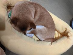 -逗柴咖啡屋·狗咖猫咖宠物桌游