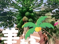 -亚龙湾国际玫瑰谷