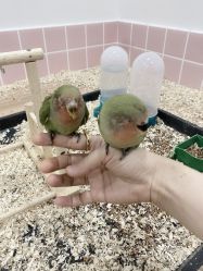 -Moni星球萌宠·小马宝莉·灵蛇·高端高阶全萌宠互动体验俱乐部(红豆国际广场店)