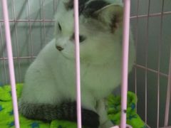 -瑞派动物医院·猫专科·至诚(江南中分院)