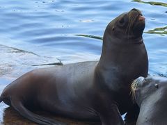 -海合安武汉极地海洋公园