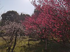 -南京市江宁方山