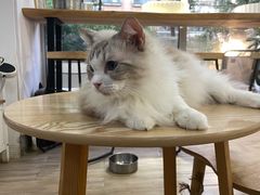 -李小姐の猫咖啡馆(五角场店)