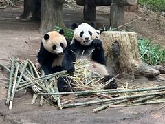 -都江堰中华大熊猫苑