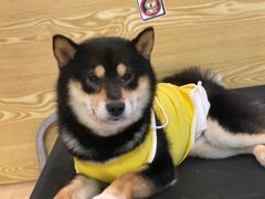-南京Hallo宠物乐园·哈罗犬舍·柴犬繁育基地