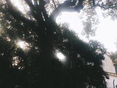 -九龙公园