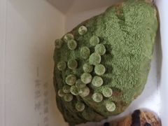 -奈雪的茶(石厦时代广场店)