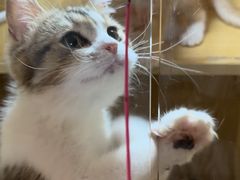 -平行世界·猫咖(首经贸店)