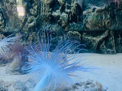 -北戴河圣蓝海洋公园