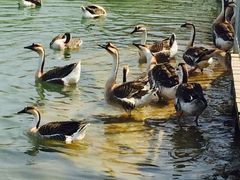 候鸟放飞-泰安地下龙宫景区