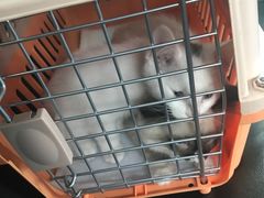-爱贝特动物医院·猫口炎专科