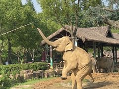 -上海野生动物园