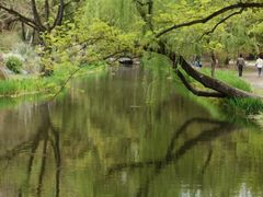 -上海共青森林公园