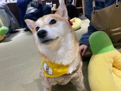 -逗柴咖啡屋·狗咖猫咖宠物桌游