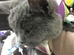 -美联众合动物医院·24h转诊中心