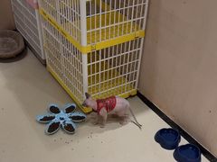 -藏猫猫咖啡主题馆(中央大道店)