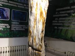 -石家庄市植物园