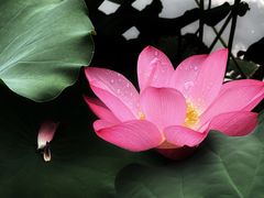 -陈家山荷花公园