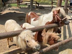 -泉州海丝野生动物世界