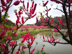 -南国桃园旅游度假区