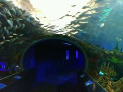 -瑞普利水族馆