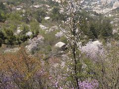 -崂山巨峰游览区