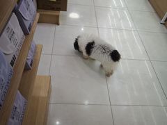 -翊宠yipet猫狗购宠庄园
