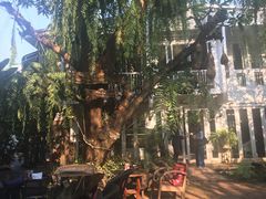 -Fern Forest Cafe