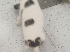 -喵园·猫主题咖啡厅·撸猫·猫咖(国贸店)