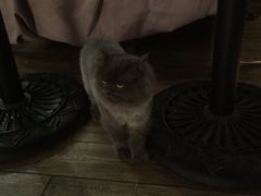 -more than meow吴止猫主题餐厅(承德 中船汇店)